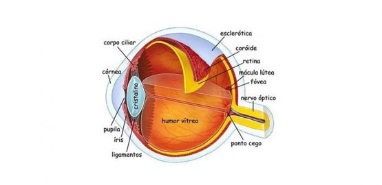 CAJÓN DE SASTRE OCULAR: UVEÍTIS