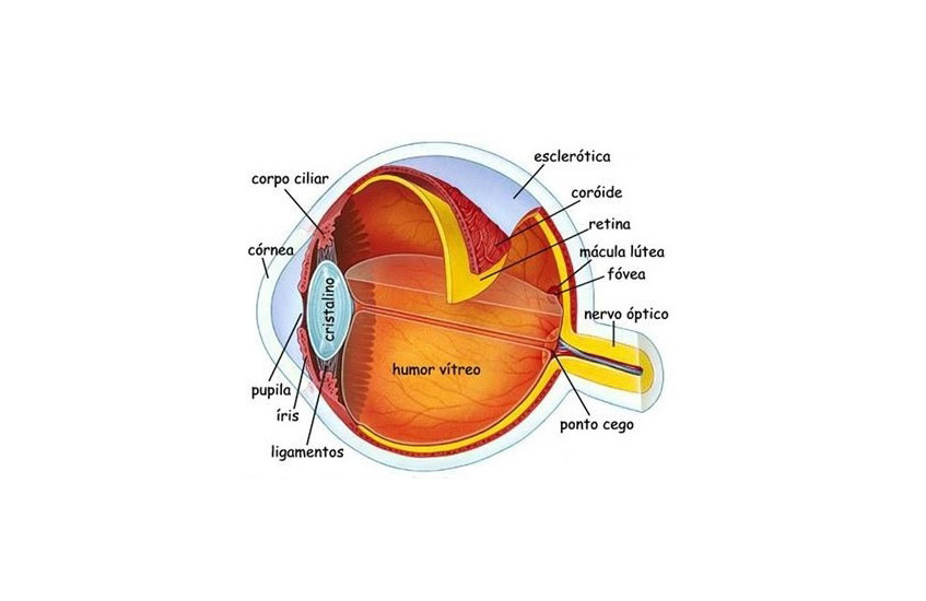 CAJÓN DE SASTRE OCULAR: UVEÍTIS